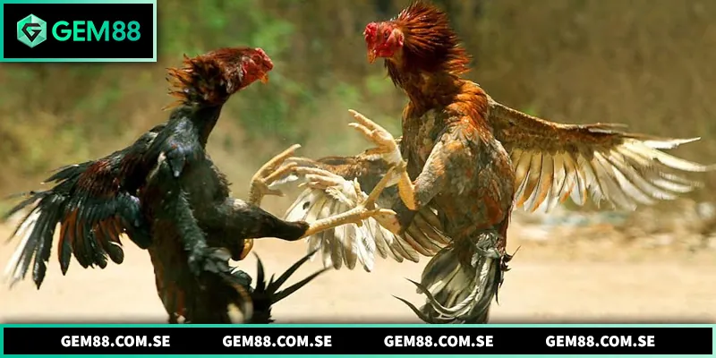 Đá Gà Thomo - Hình Thức Giải Trí Kịch Tính Được Ưa Chuộng Những mô hình đá gà được ưa chuộng tại trường gà Thomo